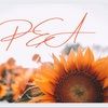 peaellen